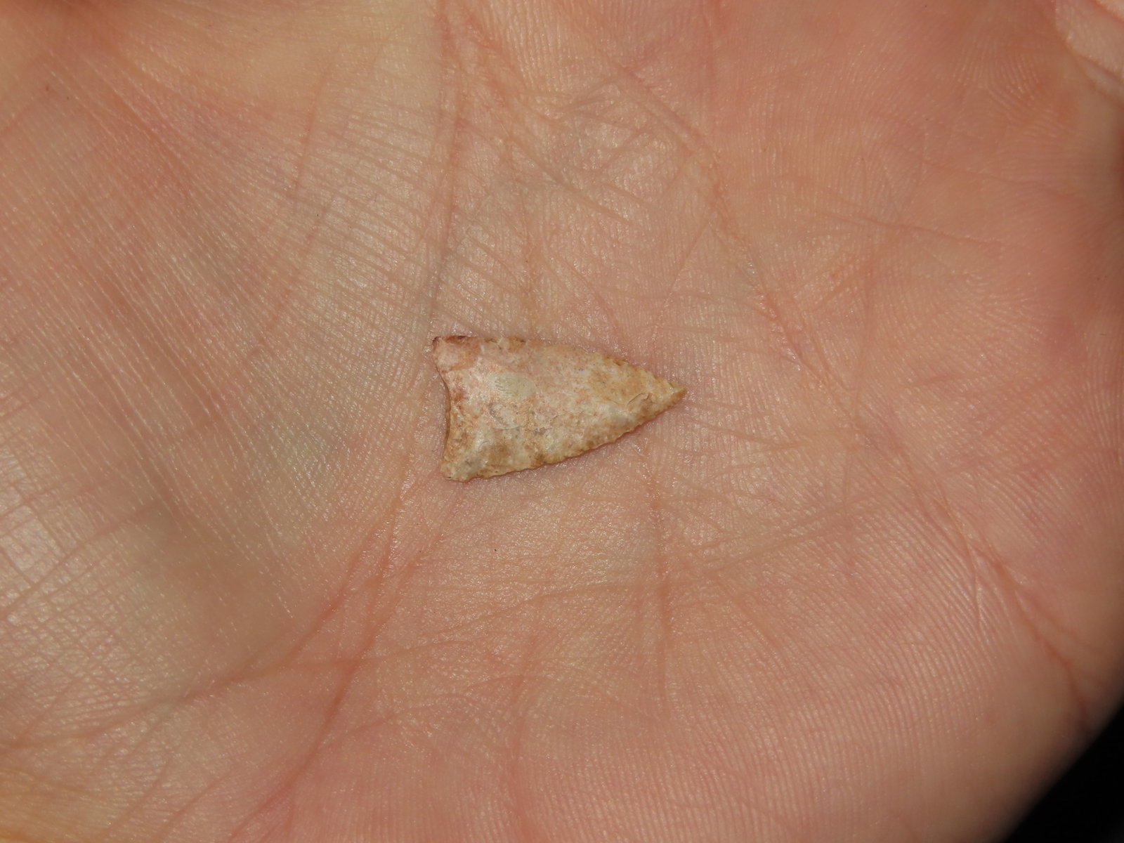 1 5/8" Fine Triangular Bird Point, Kansas - 2