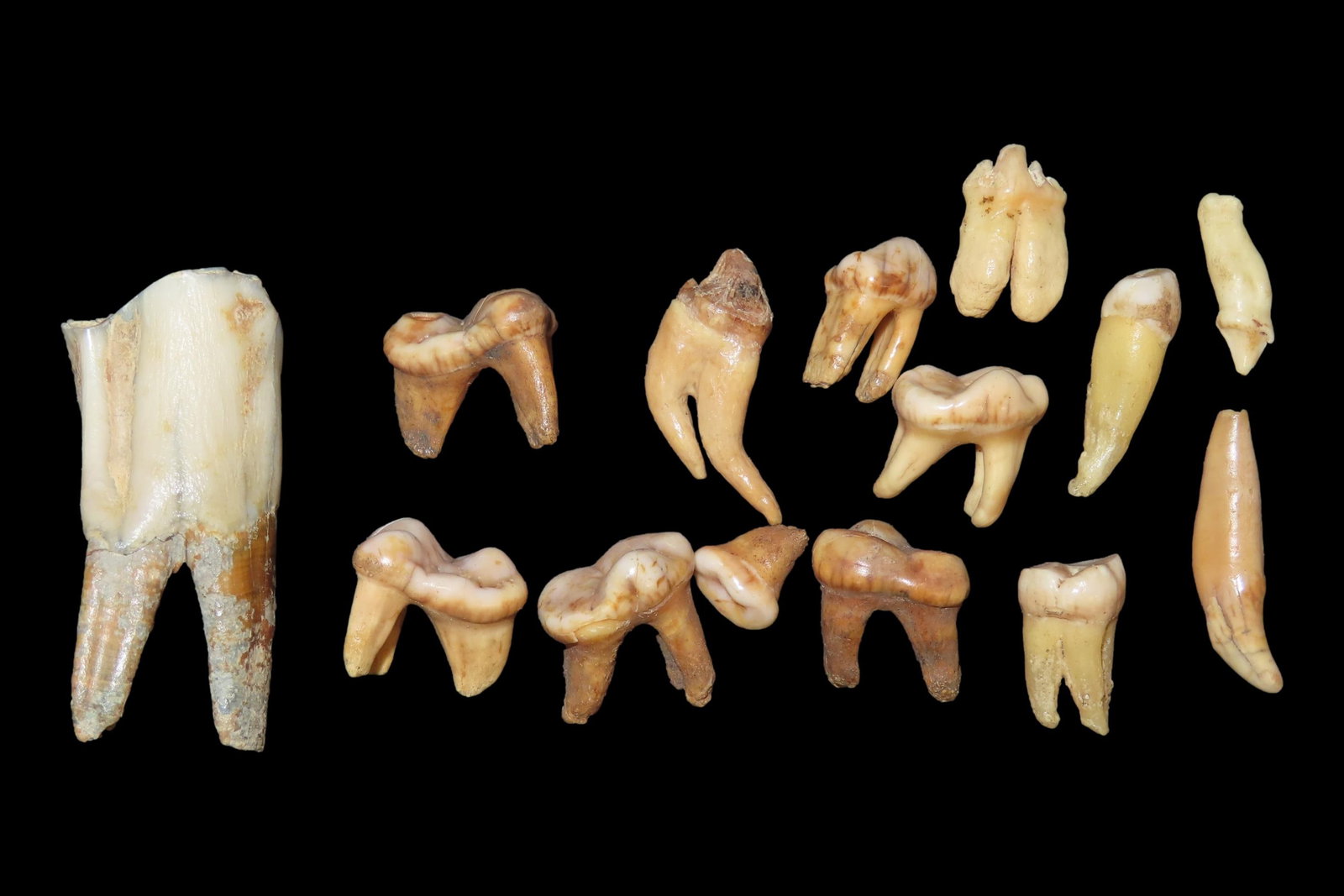 Lot of Miscellaneous Teeth, Found on Sites in Kansas (1 of 5)