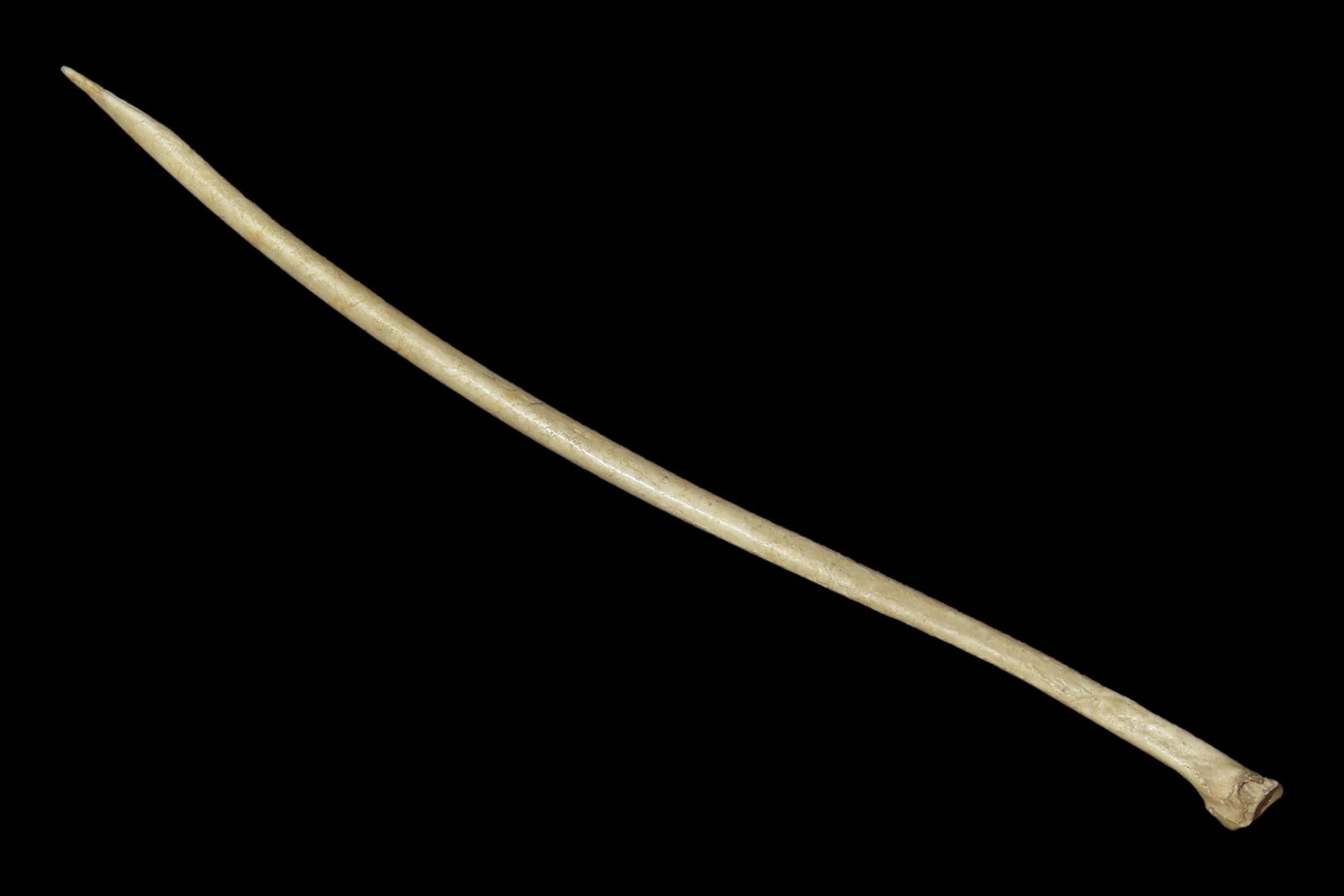 5 1/4" Bone Awl: 5 1/4" Bone Awl