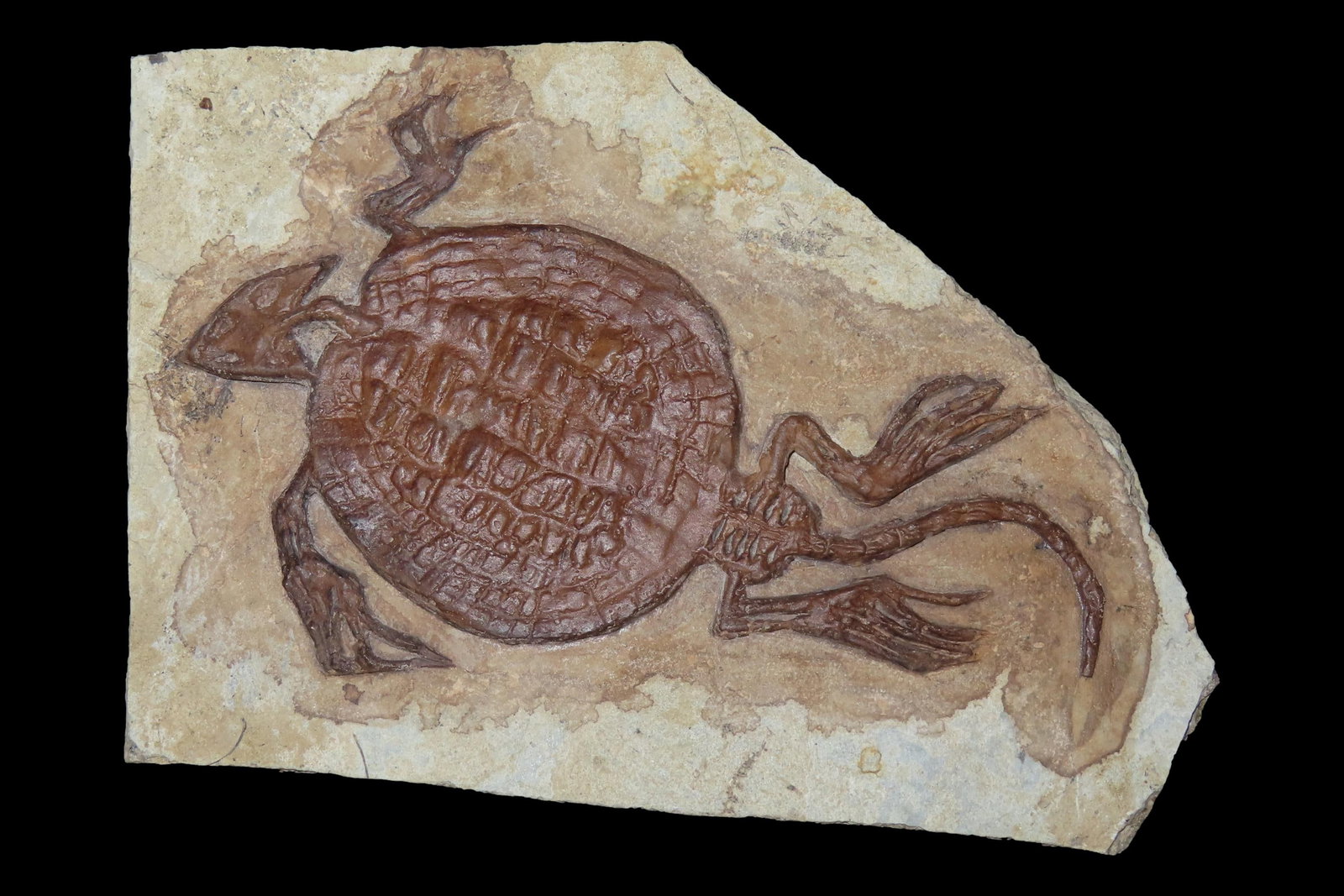 4 3/4" Turtle Fossil, Guizhou Province, China, Reported as 240 Million Years Old, Triassic Period (1 of 7)