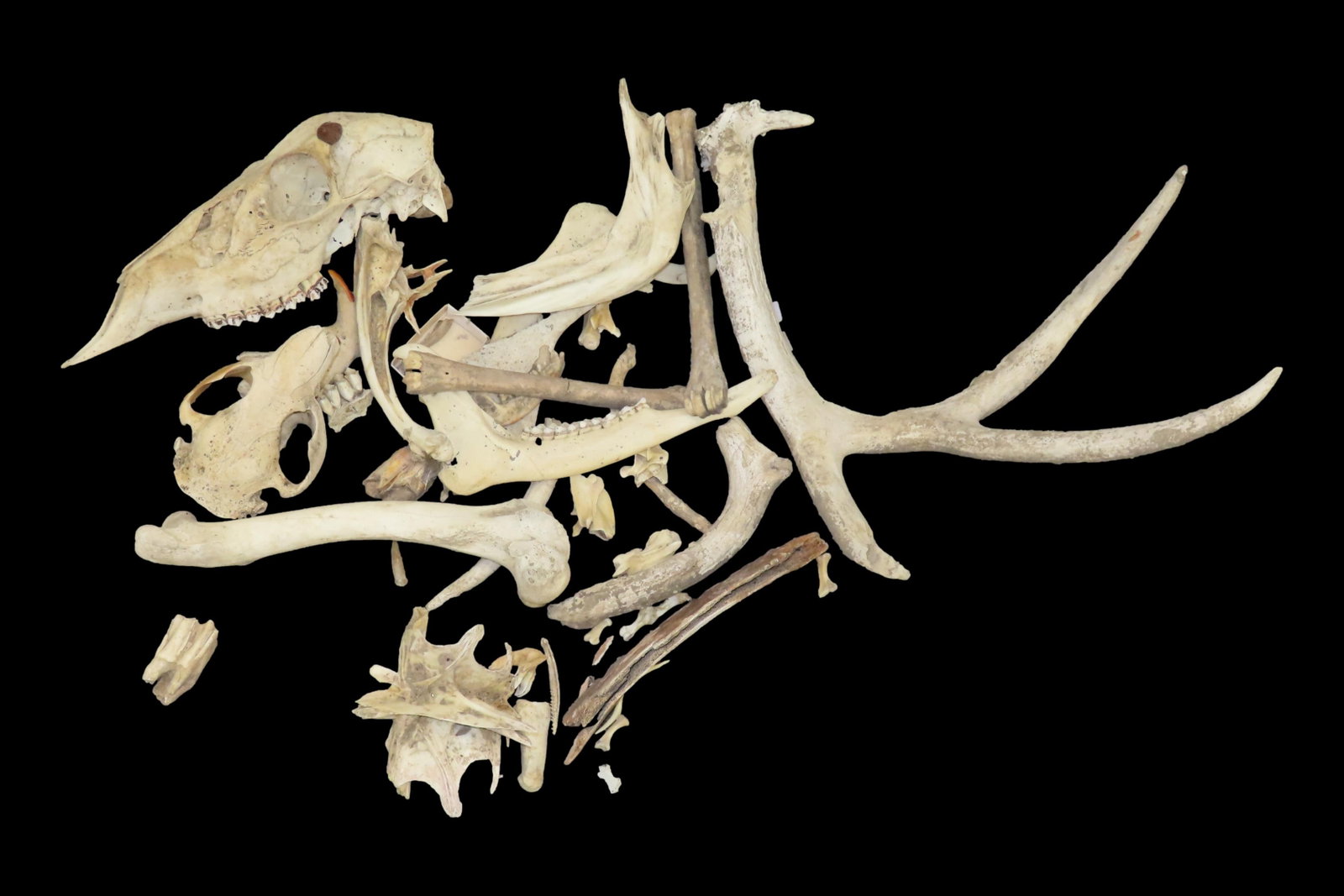 Lot of Miscellaneous Bones and Antlers, Primarily Whitetail Deer (1 of 6)