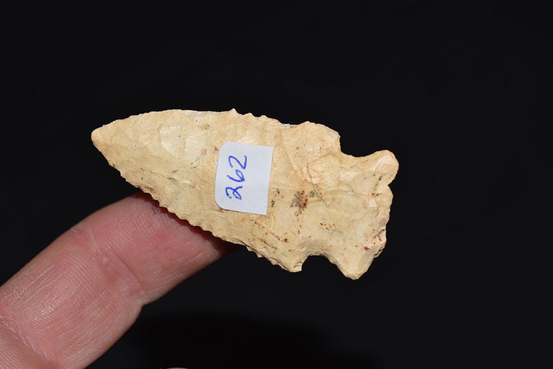 Serrated Bolen Plain, Jackson Co Florida (1 of 2)