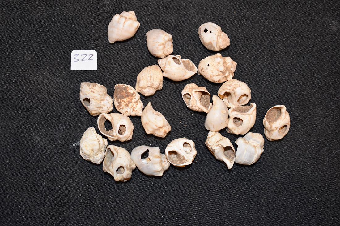 21 Shell Beads from Tennessee (1 of 2)