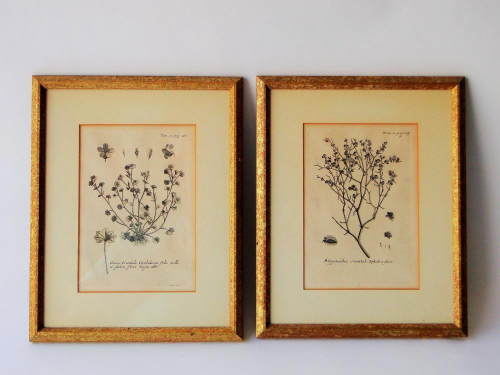 TWO 19TH C HERB PRINTS: TWO 19TH C HERB PRINTS 9 X 11