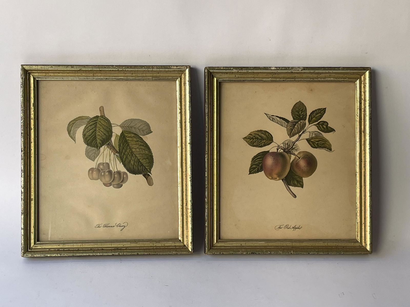TWO FRAMED FRUIT PRINTS (1 of 1)