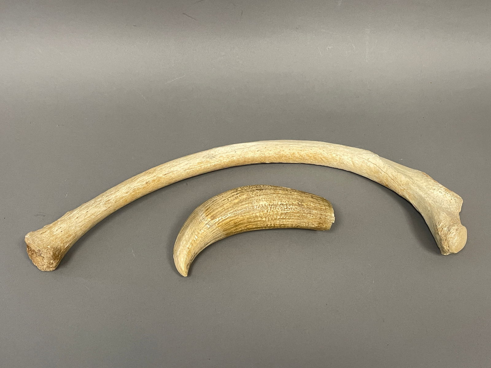 LARGE WHALE TOOTH WT. 496 GRAMS , CRACKED AND CURVED BONE LOT: LARGE WHALE TOOTH WT. 496 GRAMS , CRACKED AND CURVED BONE LOT 6.5" , 17"