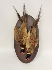 LARGE STUFFED PAIR OF PHEASANTS