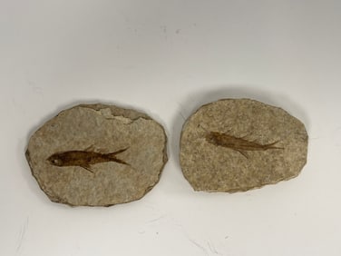 2 ANCIENT SMALL FISH FOSSILS