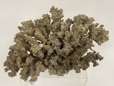 LARGE CORAL SPECIMEN 12" X 11" X 9"