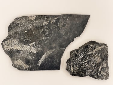 300-MILLION-YEAR-OLD PENNSYLVANIA FERN FOSSILS FROM THE PALEOZOIC PERIOD. LARGEST PIECE MEASURES
