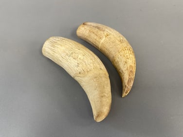 TWO ANTIQUE WHALES TEETH, 5.6"