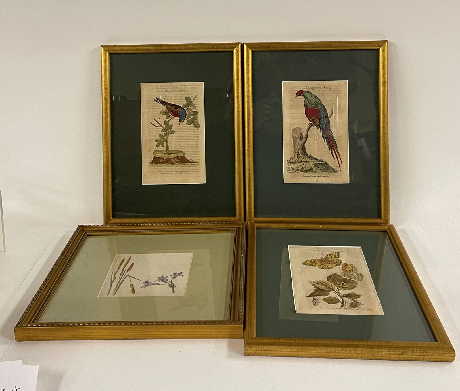 3 EARLY 19TH C HAND COLORED FRAMED PRINTS OF BIRDS & BUTTERFLIES (1 of 3)