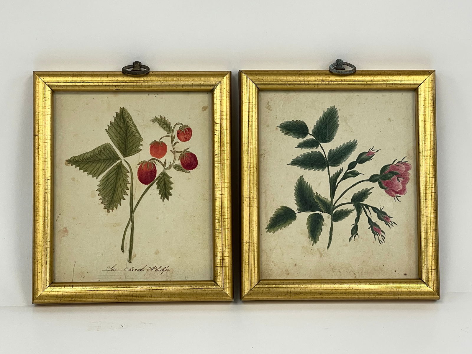 2 GILT FRAMED WATERCOLORS OF MOSS ROSES & STRAWBERRIES W/ NEWBURYPORT NEWSPAPERS ON THE REVERSE (1 of 3)