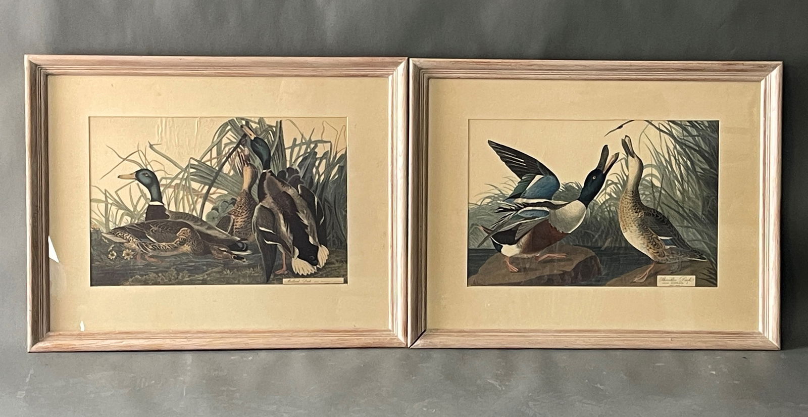 TWO DUCKS PRINTS: TWO DUCKS PRINTS 11.5" X 7"