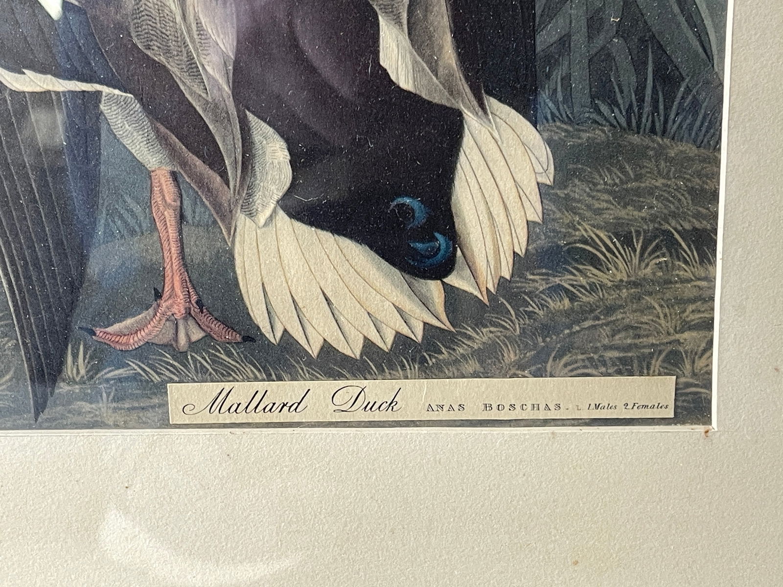 TWO DUCKS PRINTS - 2