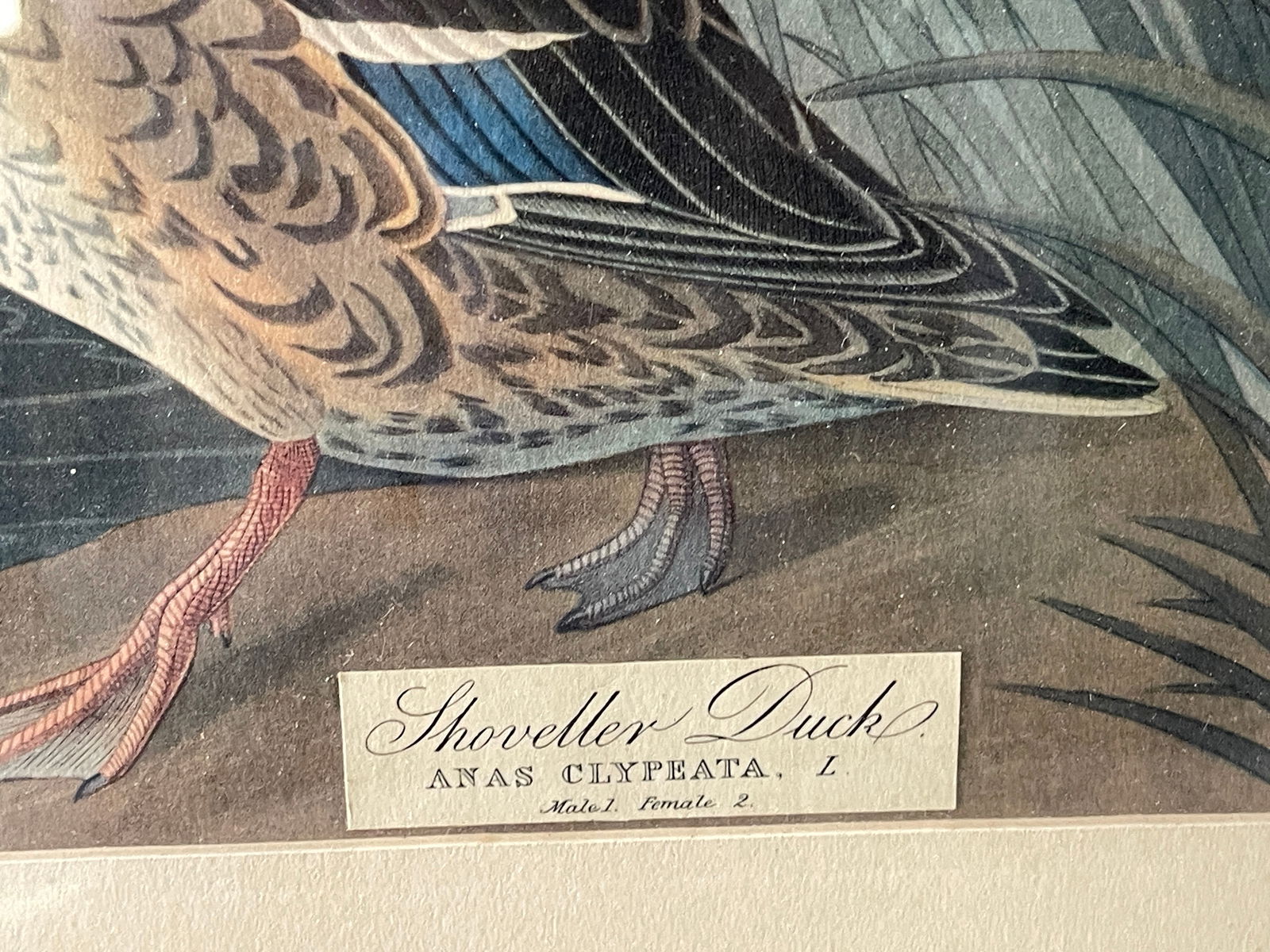 TWO DUCKS PRINTS - 3