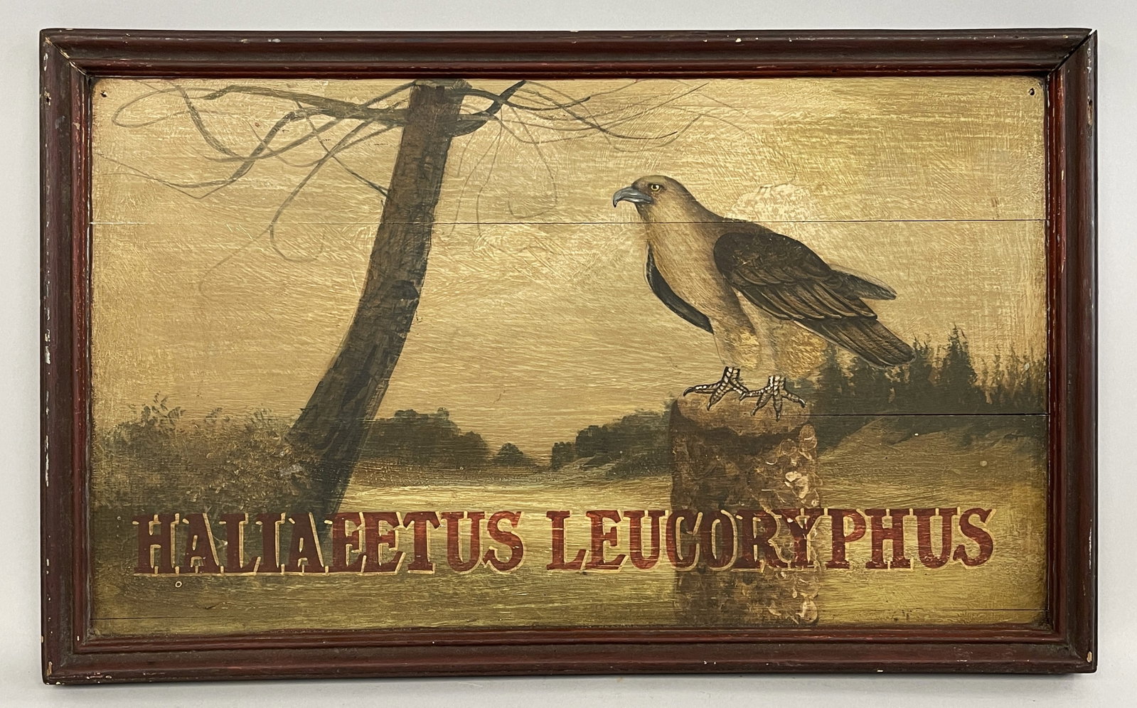 FOLK ART EAGLE PAINTED ON WOOD: FOLK ART EAGLE PAINTED ON WOOD, HALIAEETUS LEUC0RYPHUS "FISH EAGLE", "SEA EAGLE" 22 X 3-