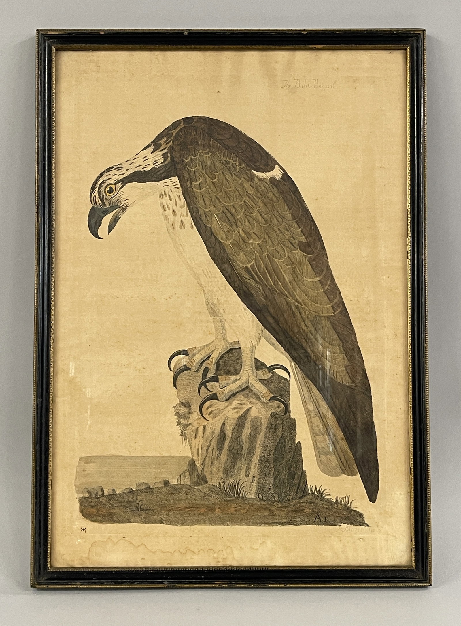 18TH C THE BALD BUZZARD PRINT PETE MAZZILL: 18TH THE BALD BUZZARD PETE MAZZILL 15" X 22"