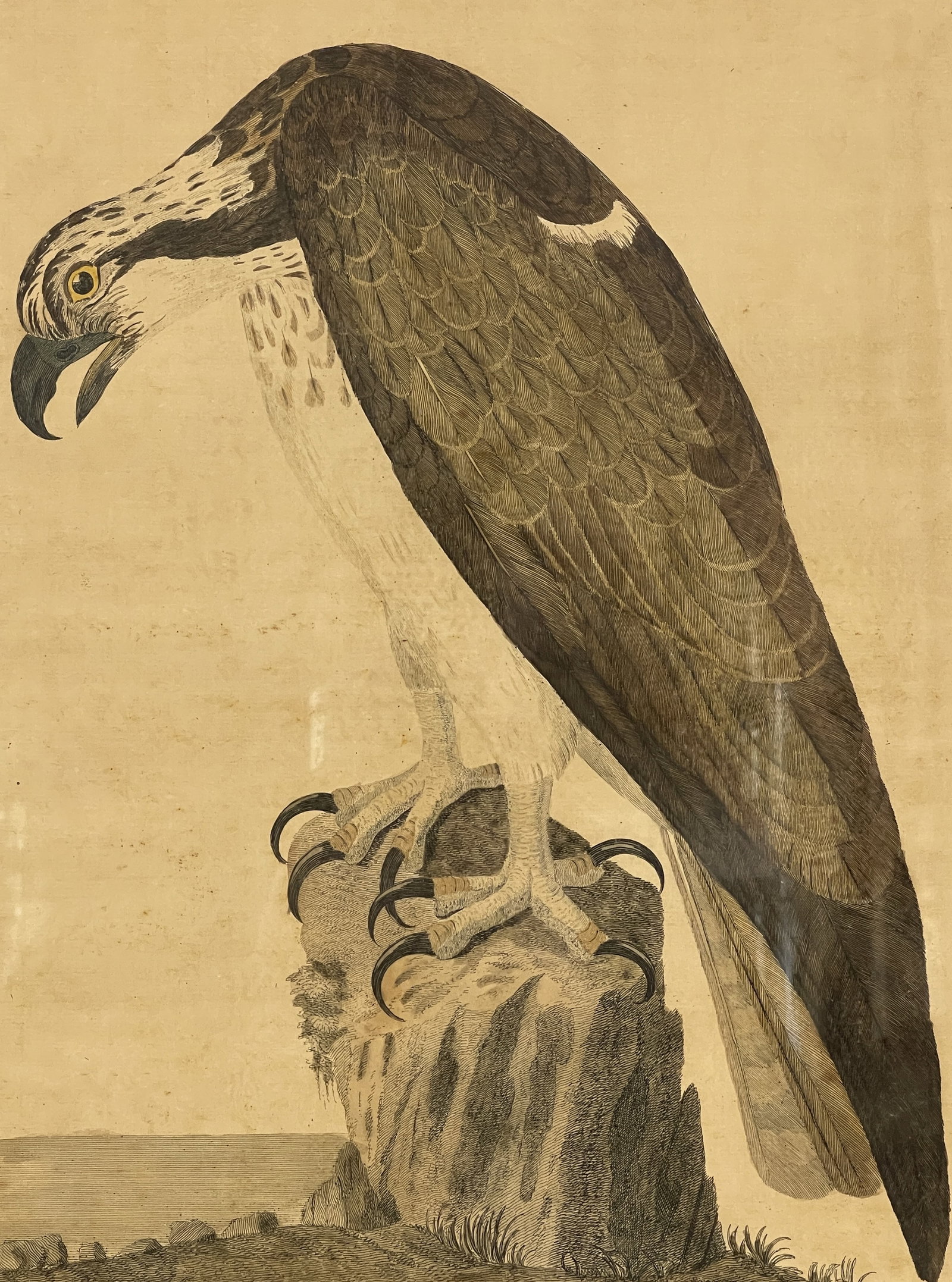 18TH C THE BALD BUZZARD PRINT PETE MAZZILL - 2