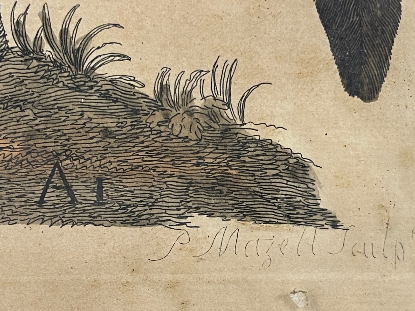 18TH C THE BALD BUZZARD PRINT PETE MAZZILL - 3