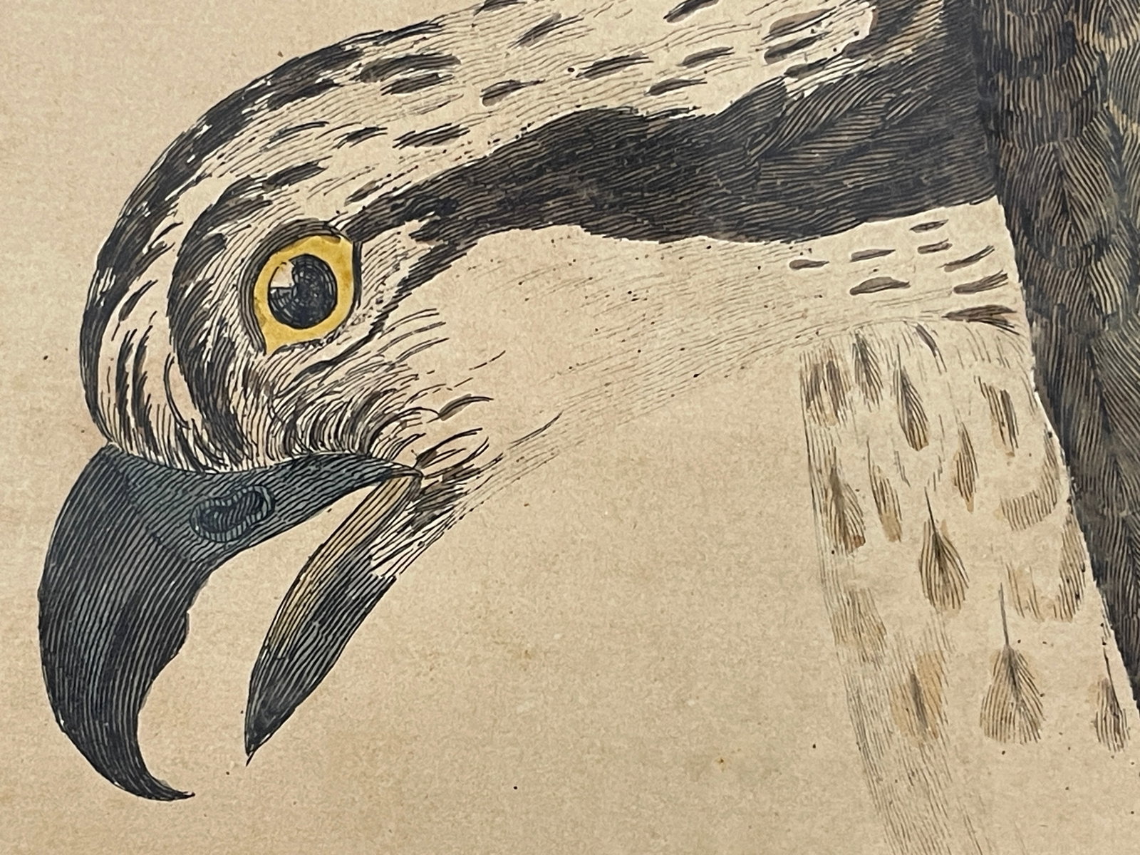 18TH C THE BALD BUZZARD PRINT PETE MAZZILL - 4