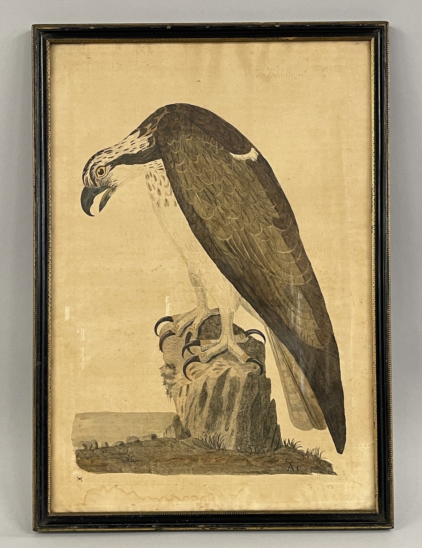 18TH C THE BALD BUZZARD PRINT PETE MAZZILL - 5