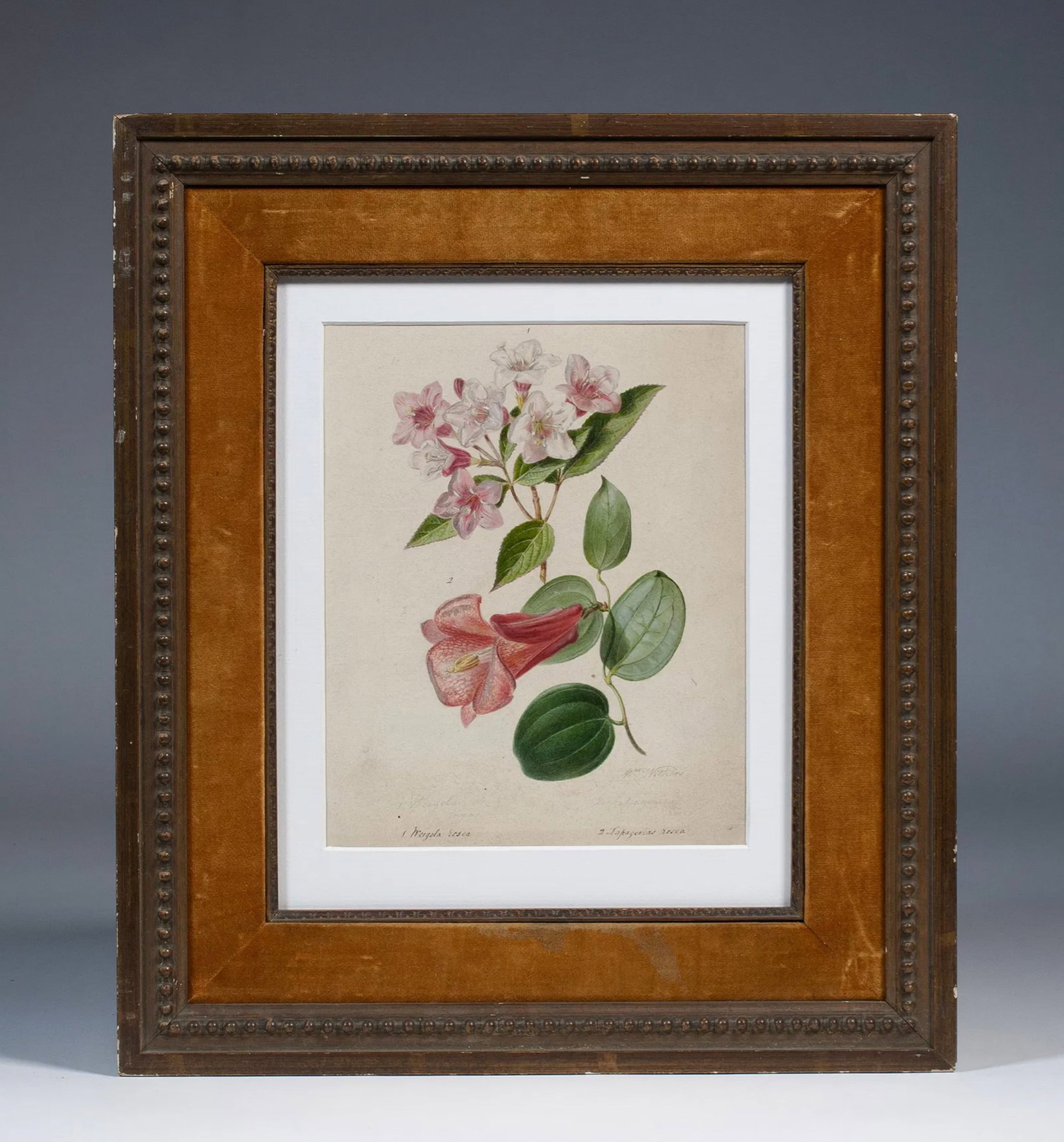 Original Botanical Painting of Roses by Mrs. Withers (1793 - 1865): Original botanical painting by Augusta Innes Withers (1793 - 1865). Known as "Mrs. Withers". Circa 1850. Titled, "Weigela rosea" and "Lapageria rosea". Made as an illustration for a botanical volume,