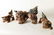FOO DOG WOOD SCULPTURES
