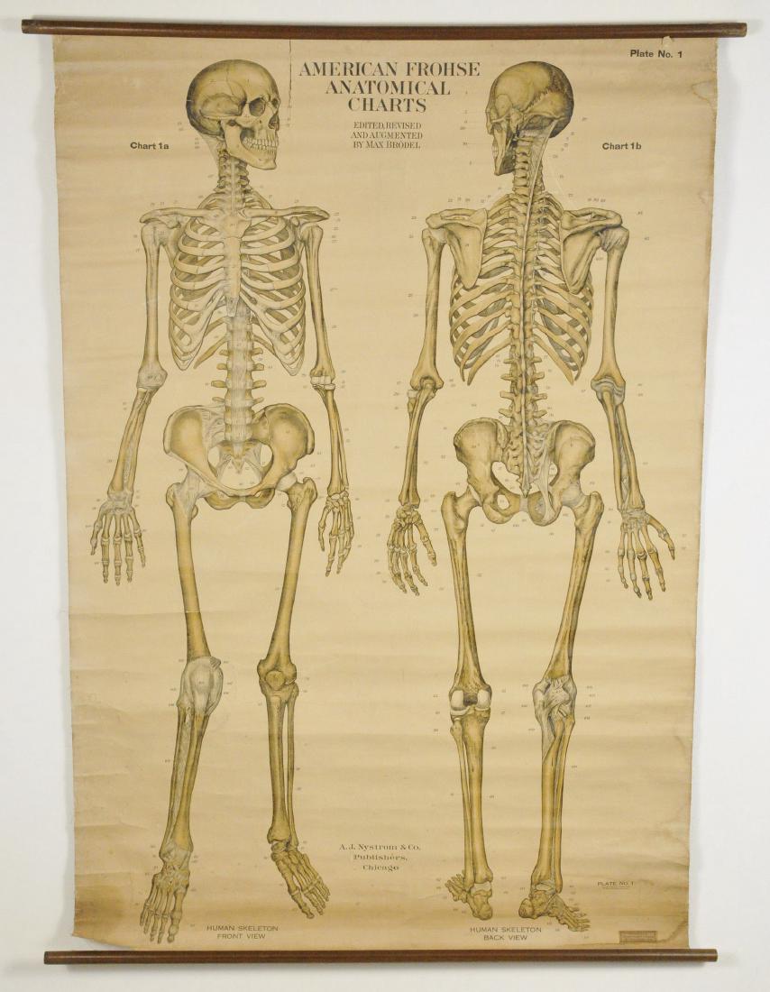 American Frohse Anatomical Charts Key