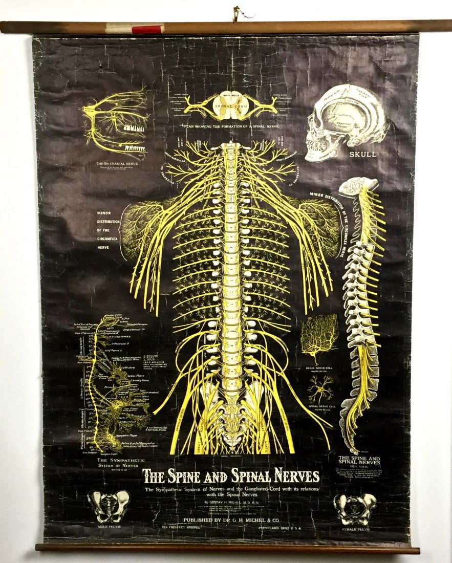 Antique Spine and Spinal Nerves Chart (1 of 10)
