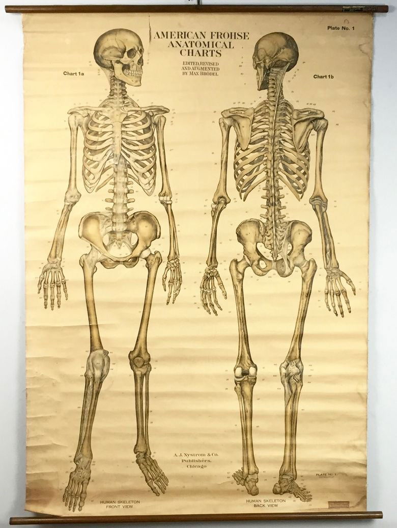 Max Brodel Anatomical Chart