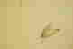 item-83538194=12