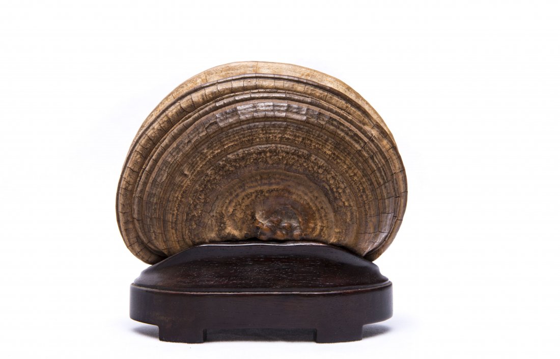 A Chinese Wild Ganoderma lucidum DecorationÂ  (1 of 6)