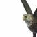 Stunning Eagle Genuine Hot Cast Bronze Statue on Marble - 5