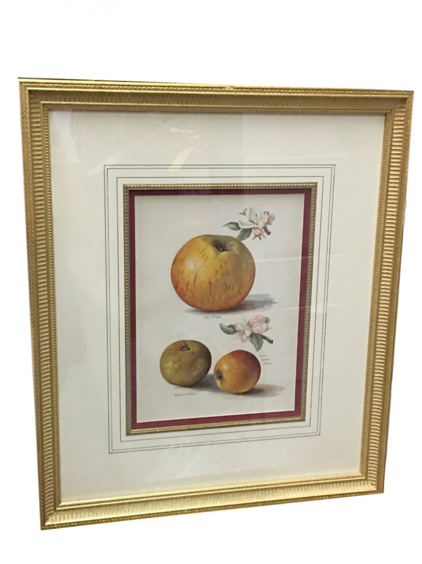 1982 Fruit Print, Orange Apples Framed: Print from The Fruit Grower’s Guide by John Wright, published from 1891-1894 with illustrations by Miss May Rivers, Worthington G. Smith and George Shayler. These vivid prints show Miss Rivers' arti