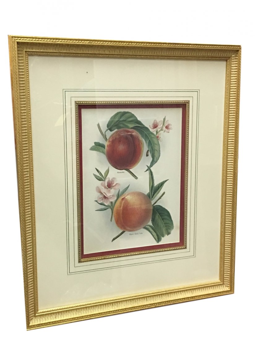 1892 Fruit Print Framed: Prints from The Fruit Grower’s Guide by John Wright, published from 1891-1894 with illustrations by Miss May Rivers, Worthington G. Smith and George Shayler. These vivid prints show Miss Rivers' art