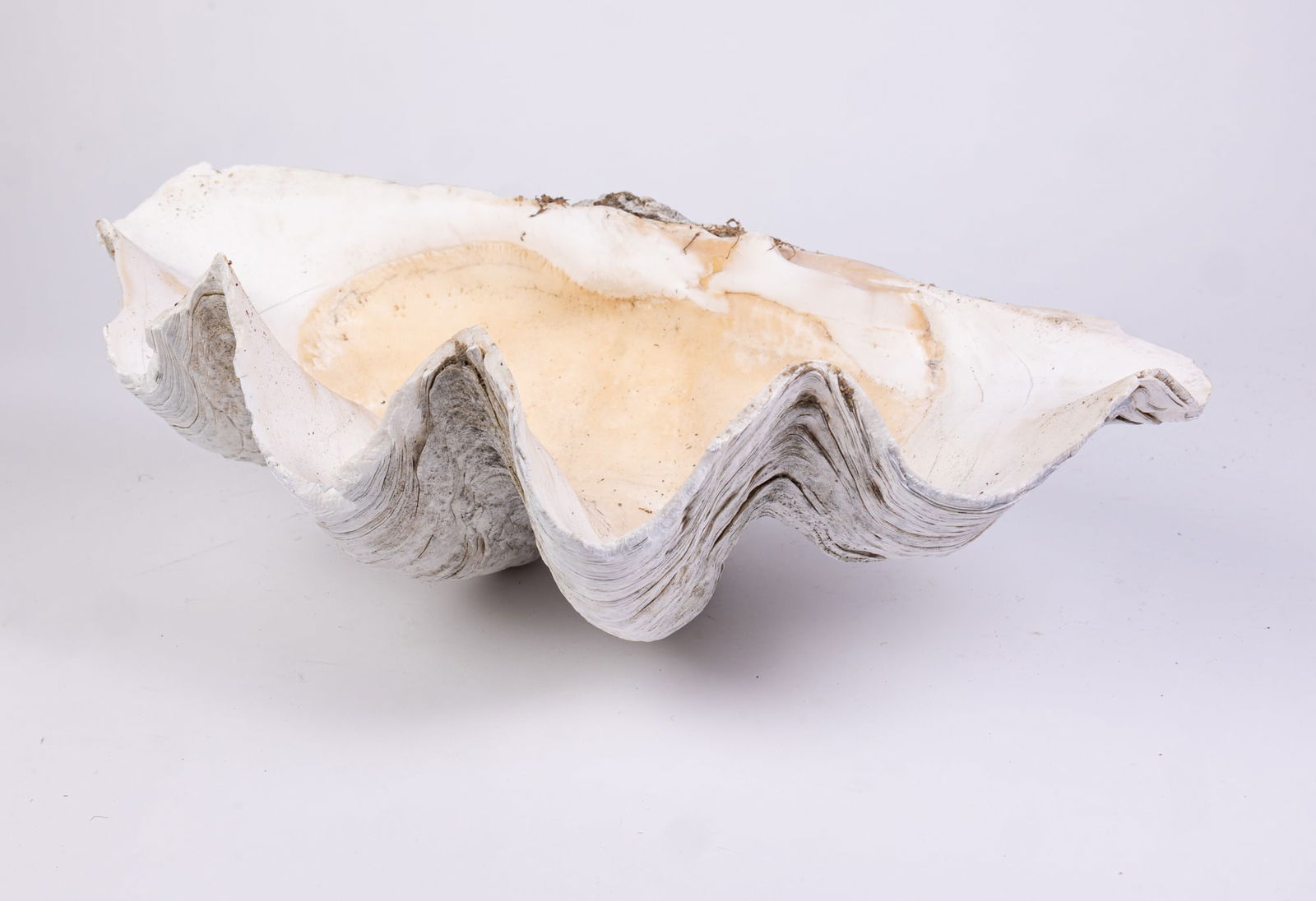 Giant Clam Shell (1 of 4)