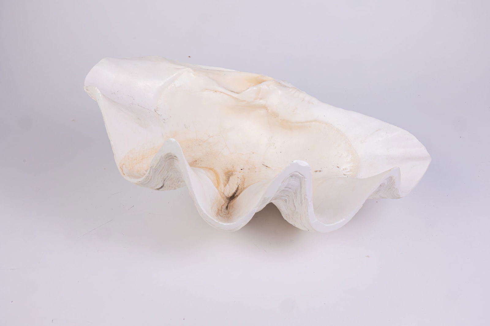 Giant Clam Shell (1 of 3)