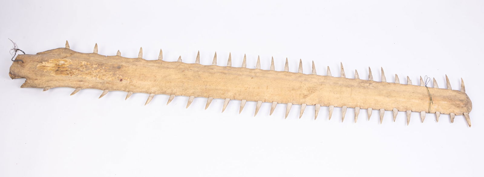 Antique Sawfish Bill / Rostrum (1 of 6)