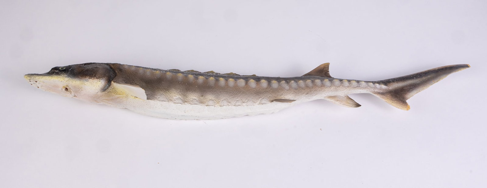 Small Fiberglass Sturgeon Fish Wall Mounted Trophy: Small Fiberglass Sturgeon Fish Wall Mounted Trophy Size 22" L Literature Brooks Auction is not responsible for outbids. Questions? Call the office at (856) 694-2960 or email us directly at info@broo