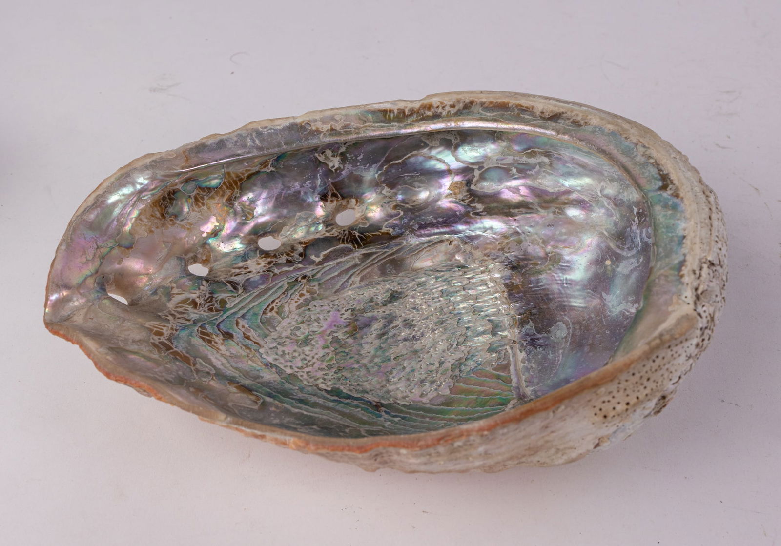 Vintage Estate Abalone Shell: Vintage Estate Abalone Shell Size 9" x 7" x 3" Literature Brooks Auction – Online Auction Terms & Conditions ————————————&