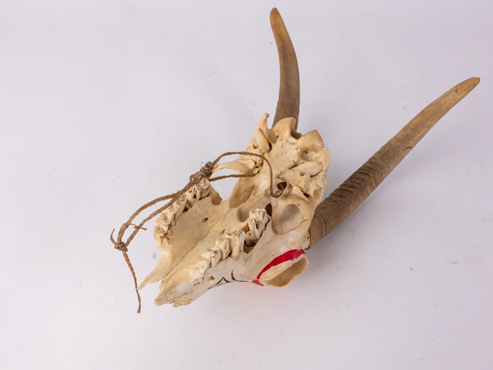 Native American Hand Painted Goat Skull - 5