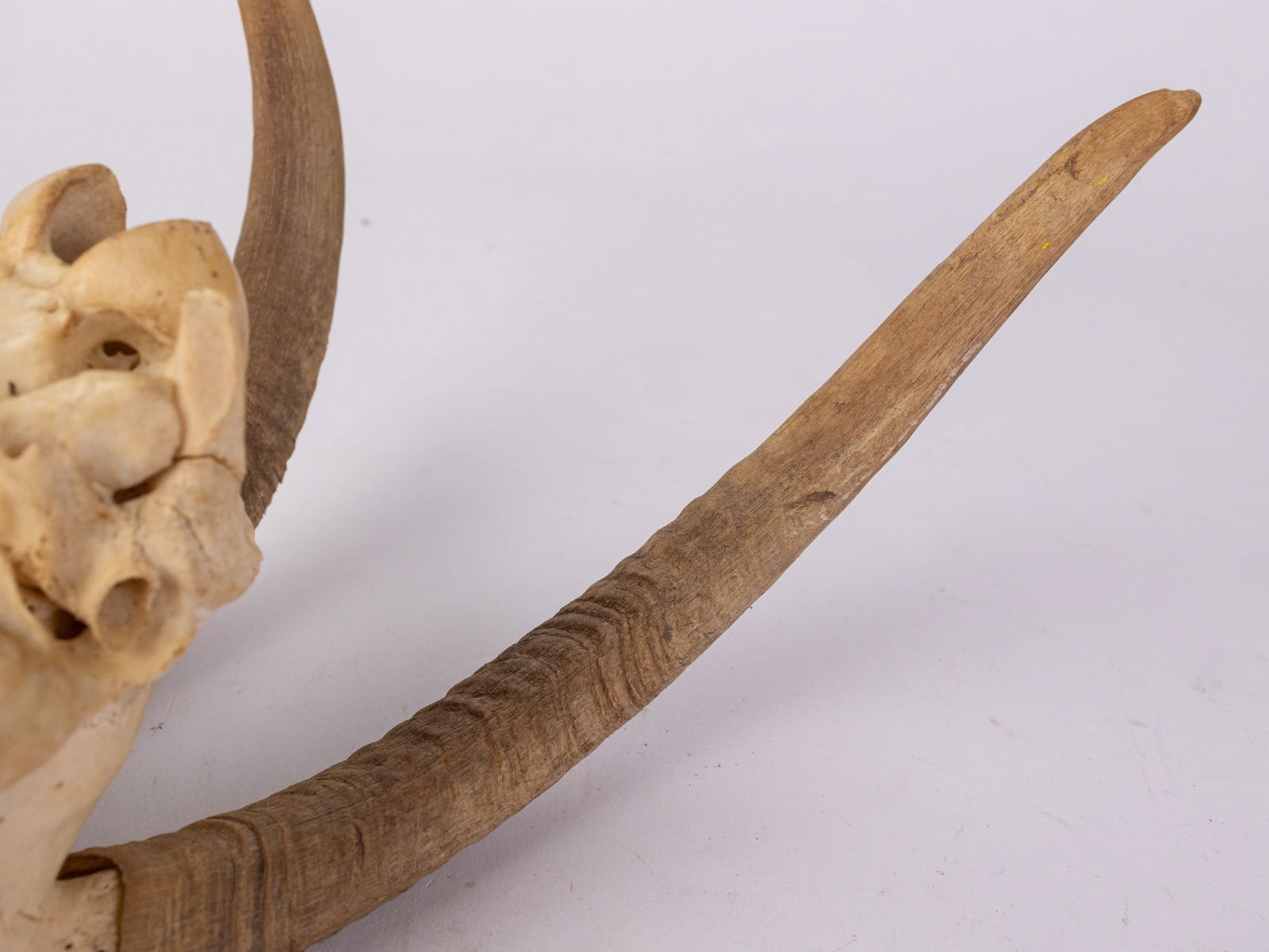 Native American Hand Painted Goat Skull - 6