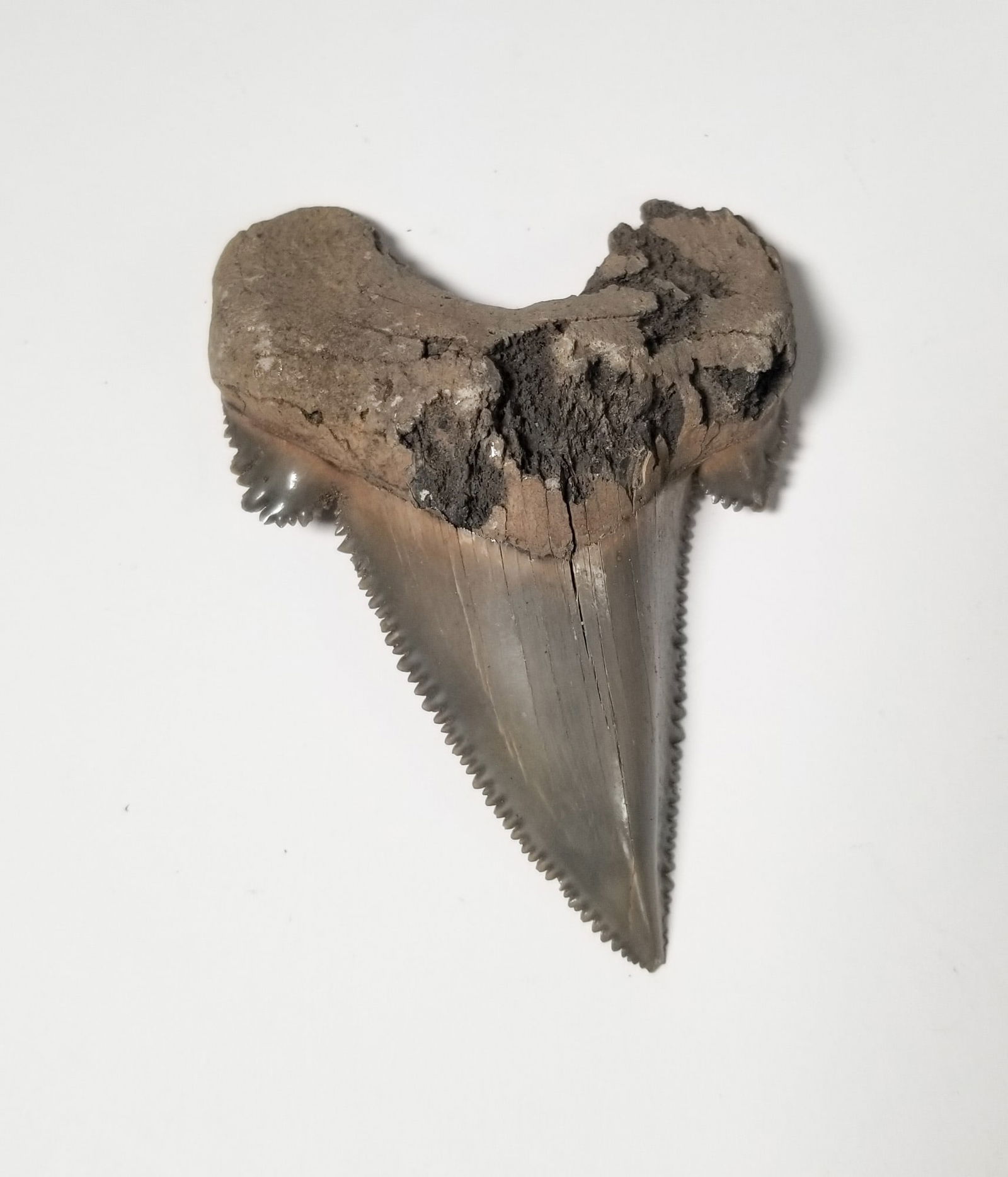 3.5" Fossilized Megalodon Tooth (1 of 2)