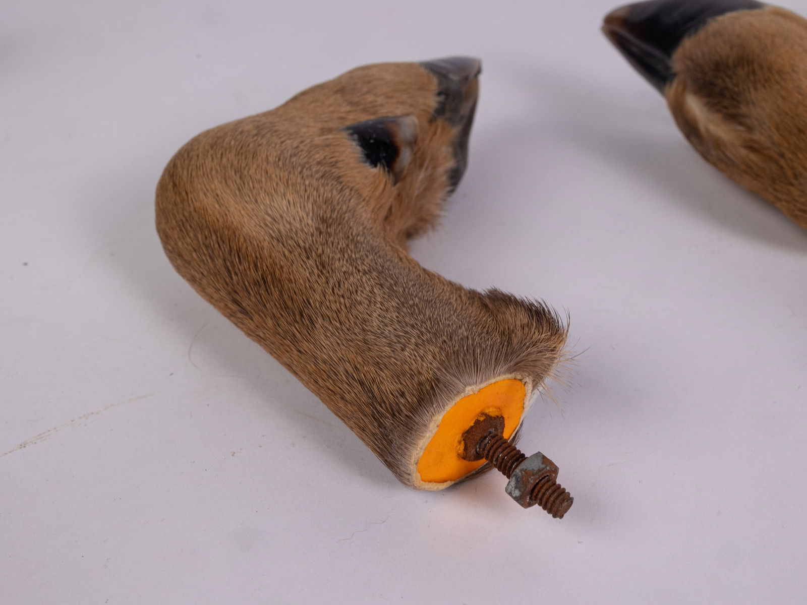 Set of Four Deer Hoof Drawer Pulls - 2