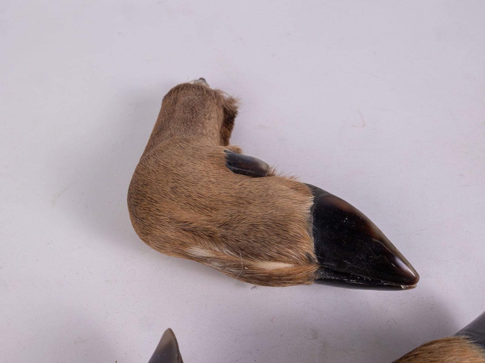 Set of Four Deer Hoof Drawer Pulls - 4