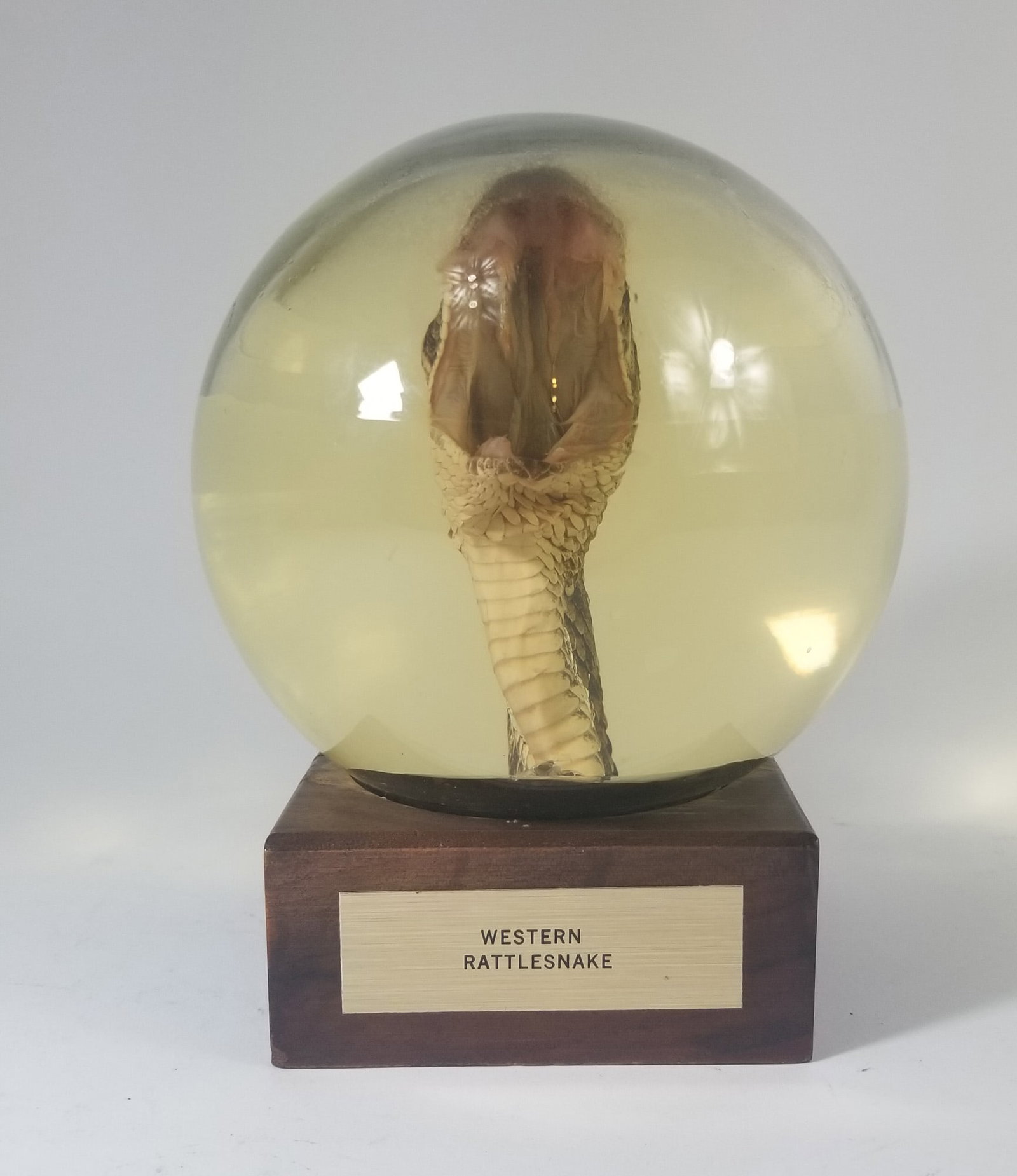 Nature Gems Orb Preserved Western Rattlesnake Head: Nature Gems Orb Preserved Western Rattlesnake HeadLiteratureBrooks Auction – Online Auction Terms & Conditions Contact: (856) 694-2960 | info@brooks.auction READ BEFORE YOU BID: We want you to
