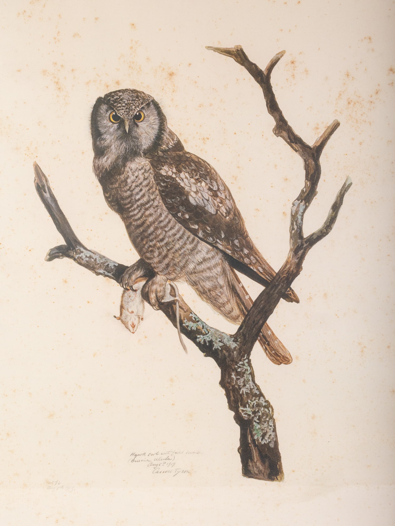 Carroll Sargent Tyson (1877-1956) Owl Lithograph c.1914 or 19 - 3