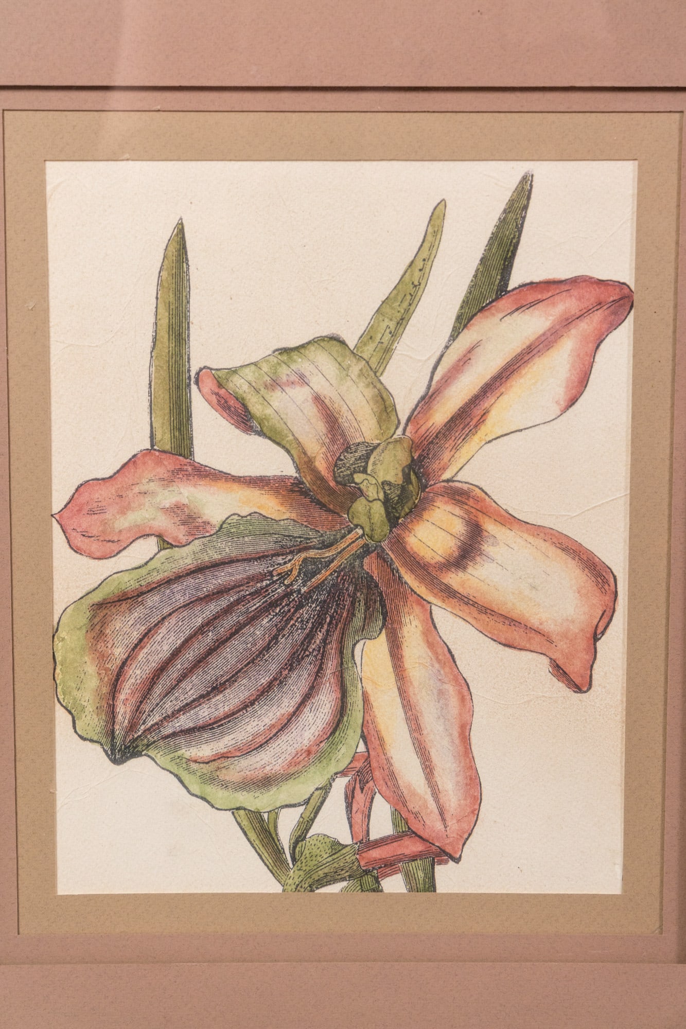 Pair of Tiger Lily Framed Prints - 2