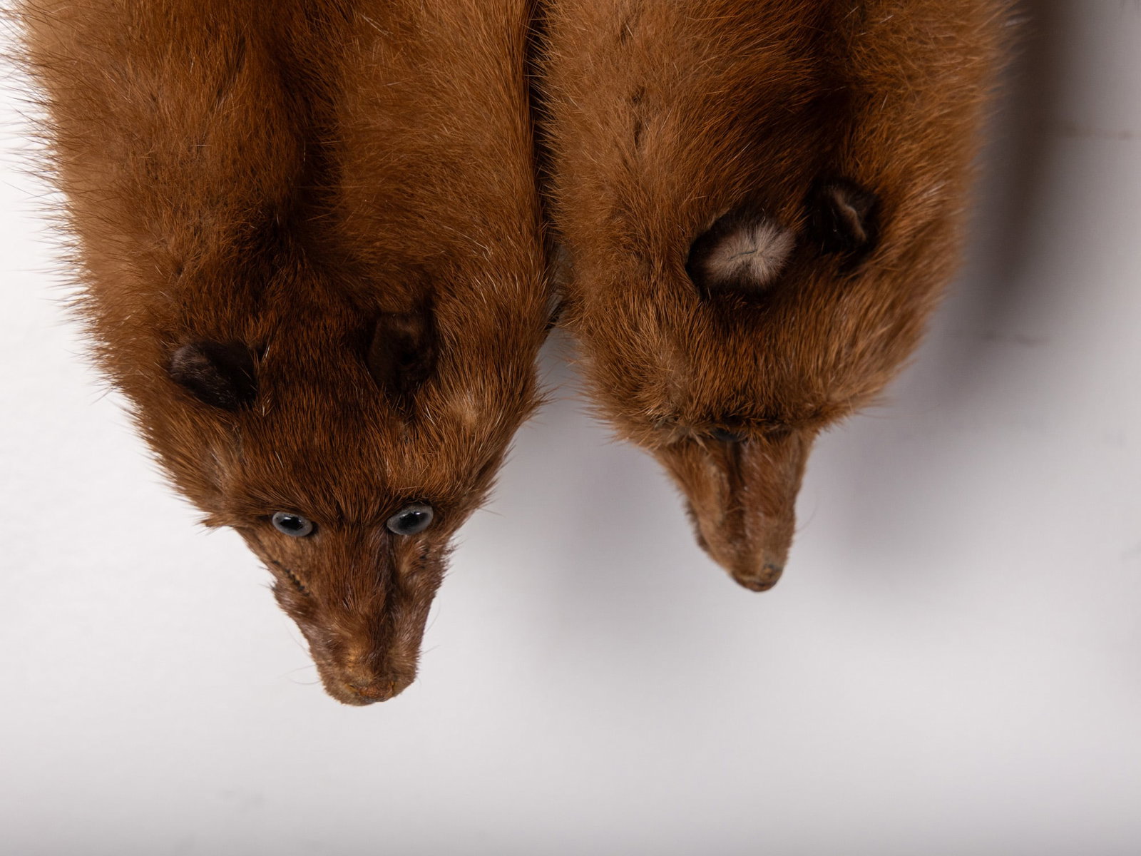 Vintage Fur Animal Stole - 2
